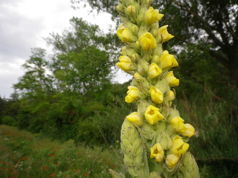 Verbascum thapsus / Tasso-barbasso